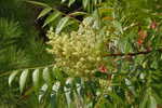 Shining sumac